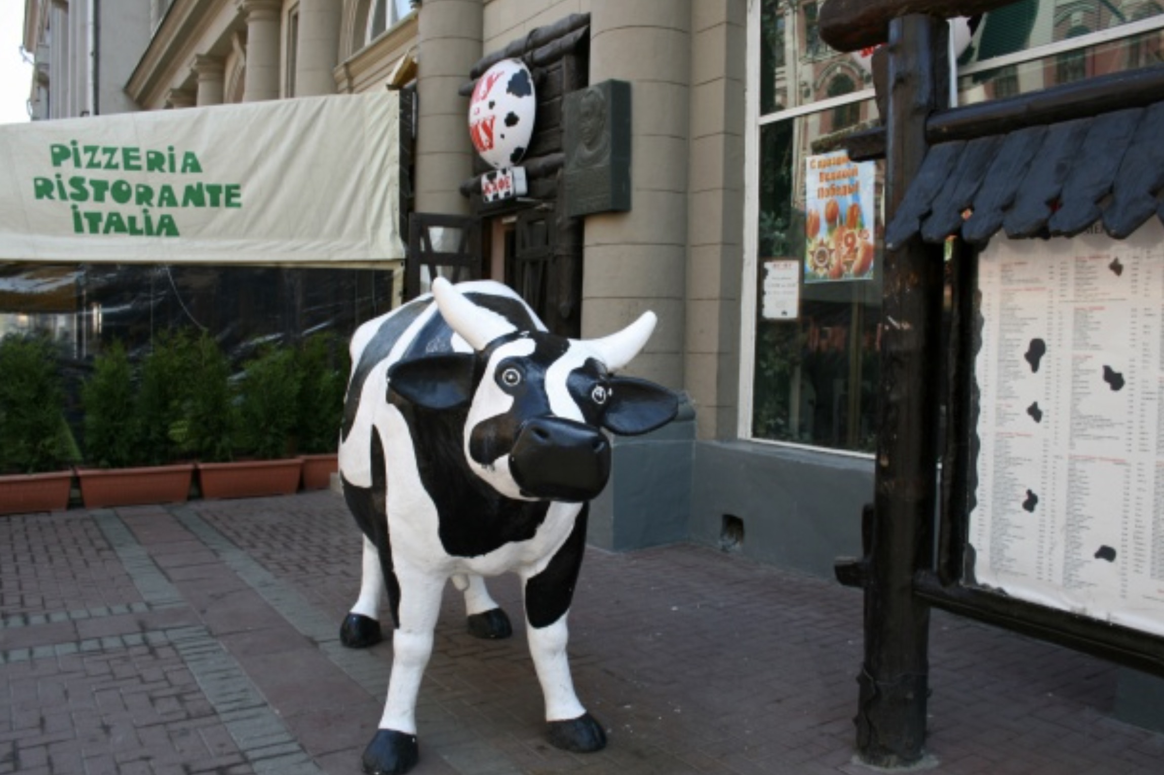 dairy cow